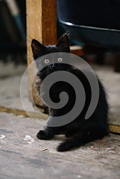 A frightened homeless black kitten looks painfully interested. Soft focus