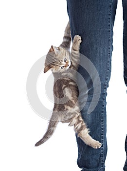 Frightened kitten cat hanging on human leg
