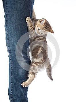 Frightened kitten cat hanging on jeans photo