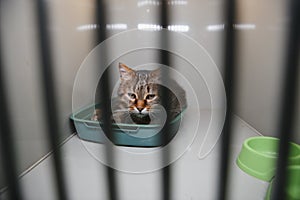 A frightened kitten with green eyes staring out from a cage.