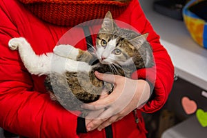 Frightened kitten in the hands of a volunteer