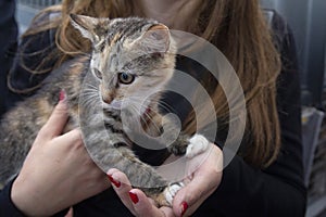 Frightened kitten in the hands of a volunteer in a shelter