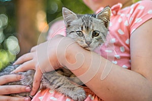 Frightened kitten snuggled up to the mistress. Portrait of a little kitten in the arms of a girl