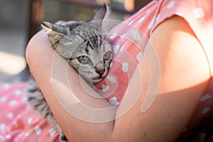 Frightened kitten snuggled up to the mistress. Portrait of a little kitten in the arms of a girl. A pet peeks over the shoulder of