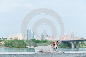 Frightened puppy lies on the parapet. Scared dog Jack Russell Terrier on the river bank against the backdrop of the city