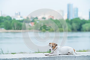 Frightened puppy lies on the parapet. Scared dog Jack Russell Terrier on the river bank against the backdrop of the city