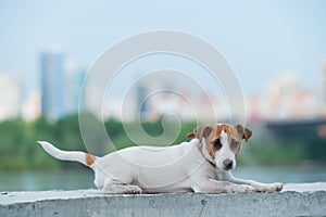 Frightened puppy lies on the parapet. Scared dog Jack Russell Terrier on the river bank against the backdrop of the city