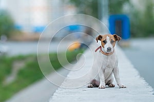 A frightened frightened puppy sits alone on a parapet. A sad little dog got lost on a street in the city. Funny Jack