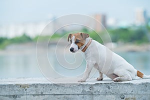 A frightened frightened puppy sits alone on a parapet. A sad little dog got lost on a street in the city. Funny Jack