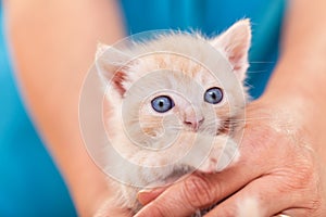 Frightened rescue kitten in woman hands