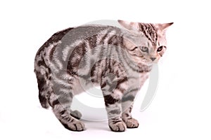 Frightened scottish fold kitten curved a back