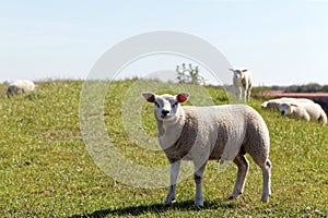 Frightened sheep looking at the camera