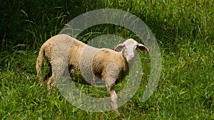 Vystrašená ovečka sa pozerá priamo do objektívu