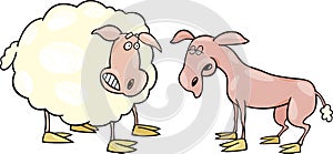 Frightened sheep and shaved one