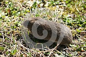 a frightened wood mouse