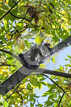 Frightened young cat sitting on tree, can`t go down