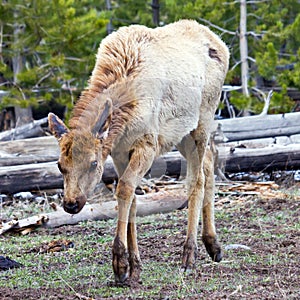 Frightened Young Elk In Yellowstone NP