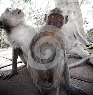 Frightened young monkey - crab-eating macaque photo