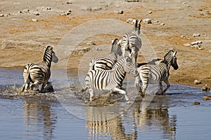 Frightened zebra's fleeing from waterhole