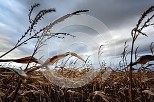 Frightening corn field in gloomy weather