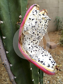 Frightening and Scary Cactus Fruit