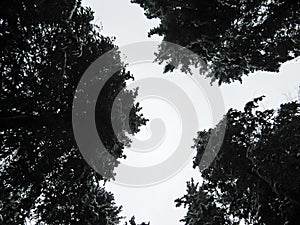 Frightening treetops view with Coniferous trees
