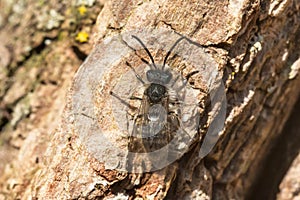 Frigid Miner - Andrena frigida photo