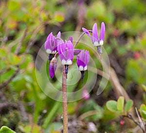 Frigid Shooting Star