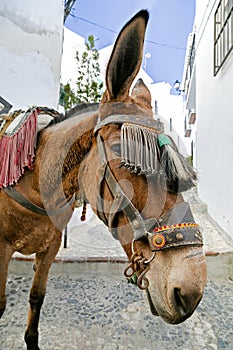 FRIGILIANA ESPAGNE photo