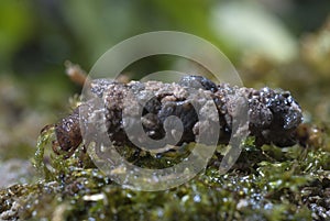 FrigÃ¡nea, Caddisfly larvae in the built home. Trichoptera. Caddisfly.River habitat