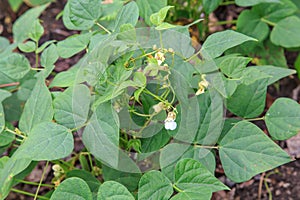 Frijol or black bean plant from a plantation photo