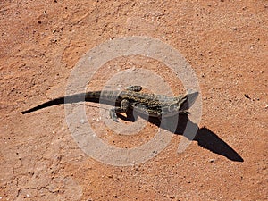 Frill Neck Lizard photo