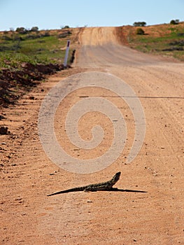 Frill Neck Lizard on Road