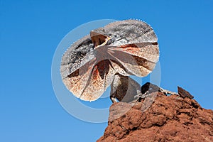 Frill-necked Lizard