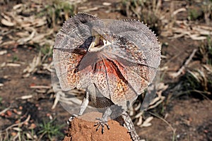 Frill-necked Lizard