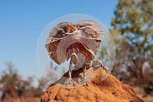 Frill-necked Lizard