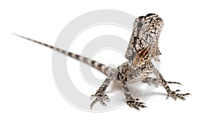 Frill-necked lizard photo