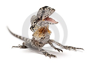 Frill-necked lizard photo