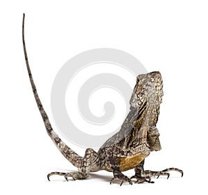 Frill-necked lizard