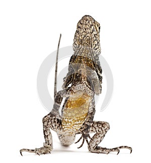 Frill-necked lizard photo