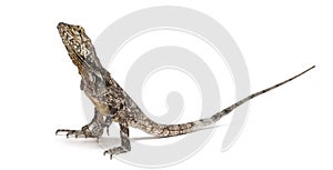 Frill-necked lizard