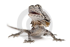 Frill-necked lizard also known