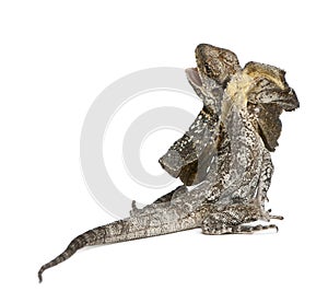 Frill-necked lizard, also known as the frilled