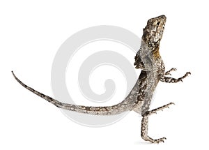 Frill-necked lizard, also known as the frilled lizard, Chlamydosaurus kingii