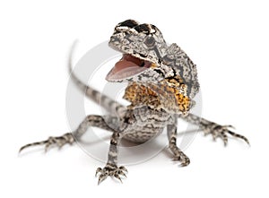 Frill-necked lizard also known as the frilled lizard, Chlamydosaurus kingii, in front of white background