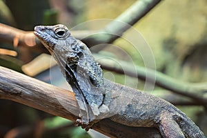 Frill necked lizard camouflaging on the branch