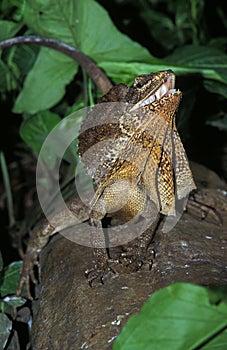 Frill Necked Lizard, chlamydosaurus kingii, Adult standing on Branch, Australia