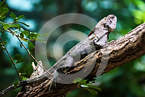 Frill-necked lizard (Chlamydosaurus kingii)