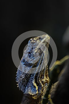 Frill-necked lizard