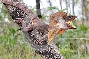 Frill-necked lizard